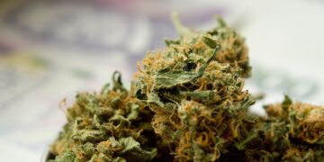 Cannabinoids & Glucose Management: Understanding TheirRole in Wellness